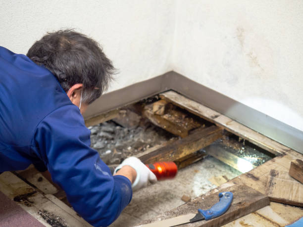 Best Bathroom Mold Remediation in Moundville, AL