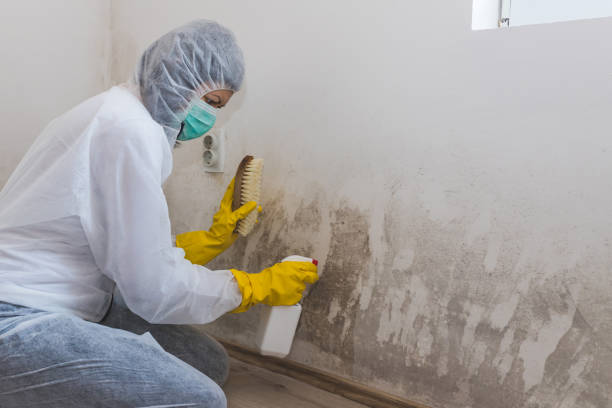 Trusted Moundville, AL Mold Remediation Experts