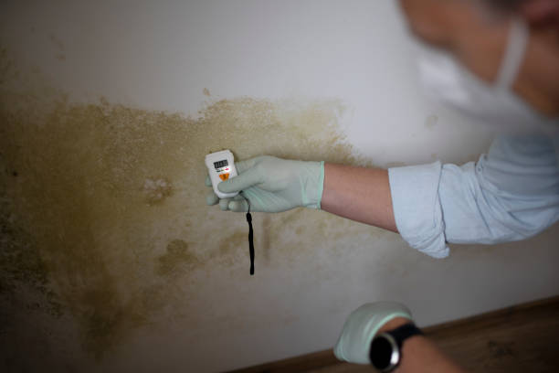 Best Post-Flood Mold Remediation in Moundville, AL