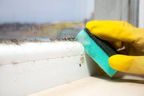 Best Commercial Mold Remediation in Moundville, AL