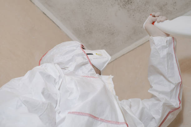 Best Residential Mold Remediation in Moundville, AL