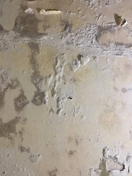 Best HVAC Mold Remediation in Moundville, AL