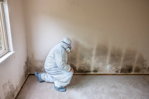 Best Preventive Mold Services in Moundville, AL