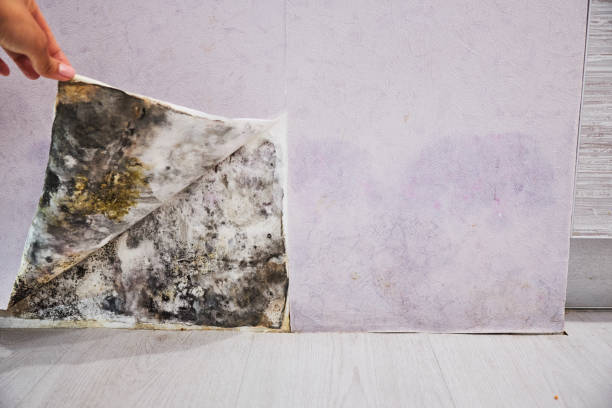 Best Basement Mold Remediation in Moundville, AL